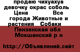 продаю чихуахуа девочку,окрас соболь › Цена ­ 25 000 - Все города Животные и растения » Собаки   . Пензенская обл.,Мокшанский р-н